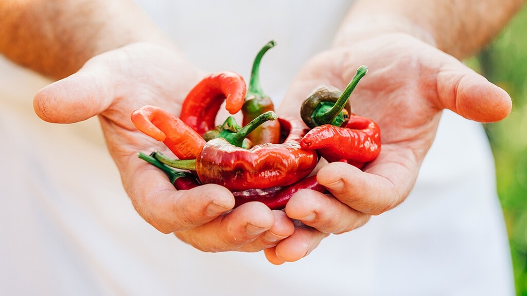 Jimmy Nardello’s Sweet Italian Frying Pepper nominated by Robert Curry of Auberge du Soleil