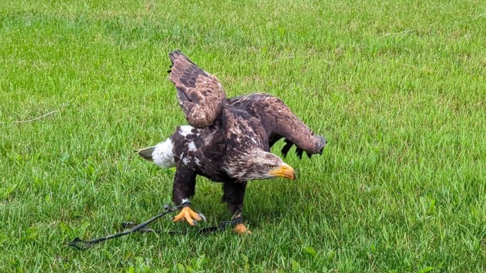Tourism Lethbridge Explore Southern Alberta Travel Alberta Bird of Prey Foundation Nature Centre 2 700x467